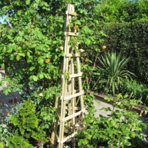 Trellis, Obelisks, Arches and Plant Supports