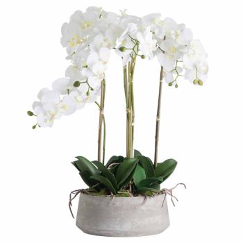 Large Orchid in Stone Pot Artificial Flower - Plastic - L50 x W50 x H90 cm - White