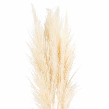 Pampas Grass Stem Artificial Plant - H120 cm - Cream