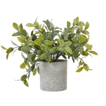 Small Box Plant in Pot - Plastic - Height 20 cm - Green/Grey