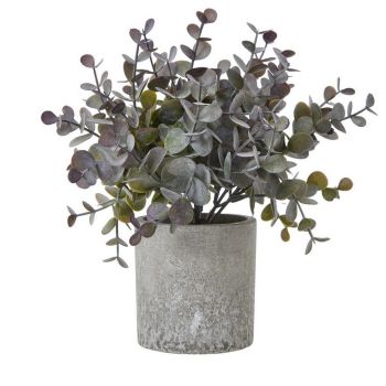 Small Eucalyptus Cinerea Plant in Pot - Plastic - Height 22 cm - Green/Grey