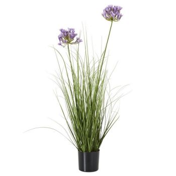 Purple Agapanthus Plant in Pot - Plastic - Height 90 cm - Green