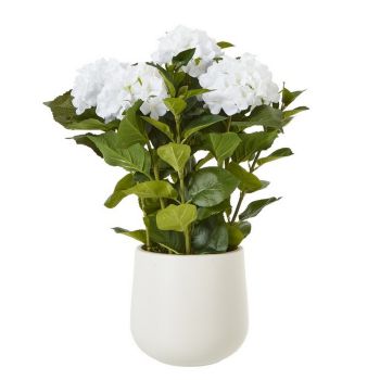 Medium Hydrangea Plant in Pot - Plastic - L50 x W50 x H64 cm - White