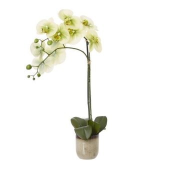 Medium Orchid in Pot - Plastic/Ceramic - L26 x W35 x H59 cm - Green