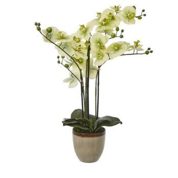 Extra Large Orchid in Pot - Plastic/Ceramic - L50 x W62 x H77 cm - Green