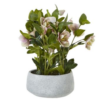 Variegated Hellebore Plant in Pot - Plastic - L33 x W38 x H41 cm - Pink/Grey
