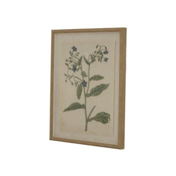 Flora & Fauna Collection Borage on Linen in Beaded Frame - Glass - L2 x W40 x H50 cm - Brown