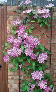 Regent Wall Trellis Bare Metal/Ready to Rust - Steel - L52 x W1 x H164 cm