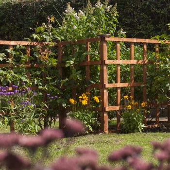 6x2 Heavy Duty Trellis Dip Treated (Pack of 3) - L61 x W915 x H183 cm