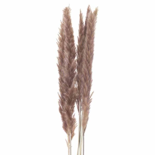 Mini Natural Pampas Grass Bunch of 15 Artificial Plant - H60 cm