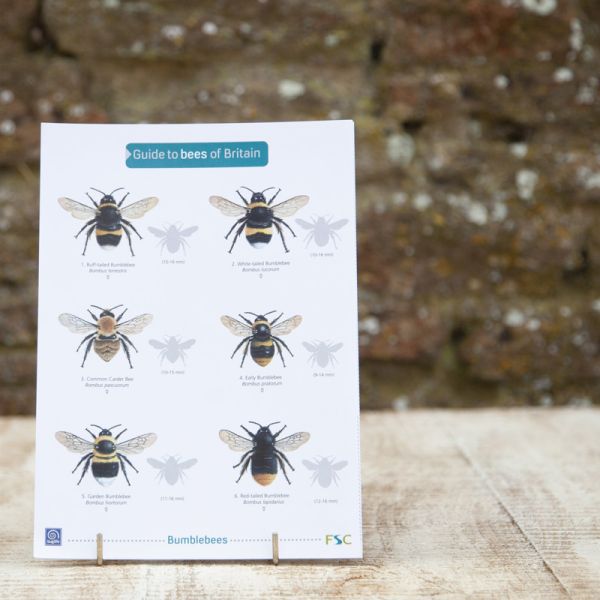 Field Guide Bees