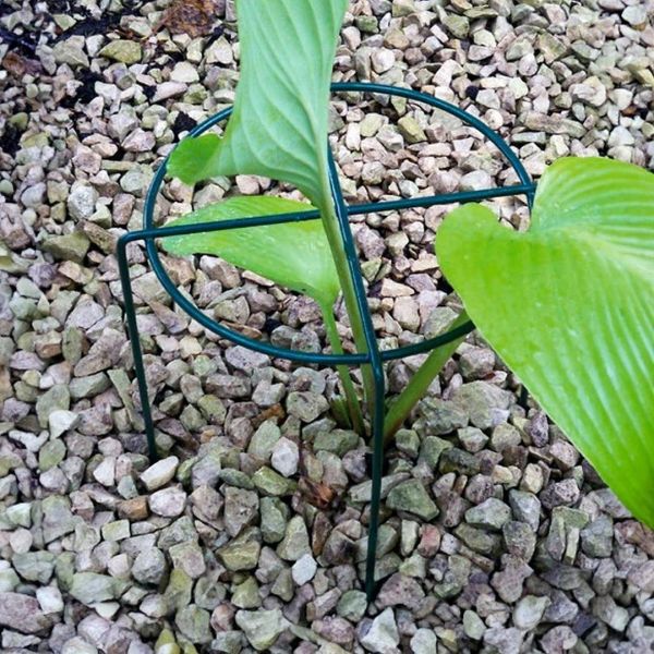 Medium Simple Ring Plant Supports (Pack of 4) - Bare Metal/Ready to Rust - W41 x H51 cm